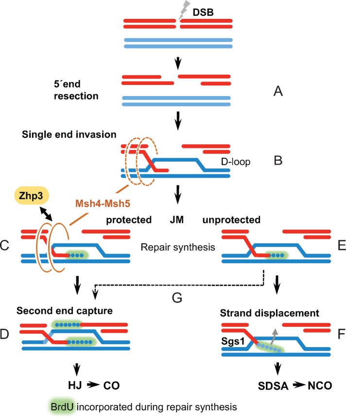 FIGURE 5: