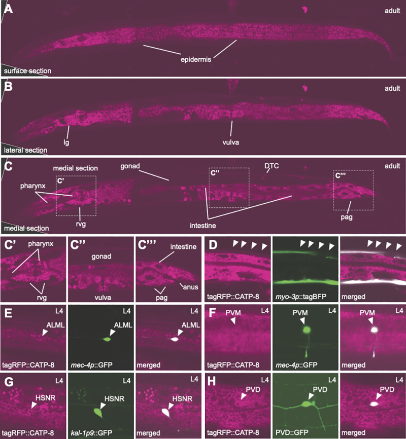 Fig 3