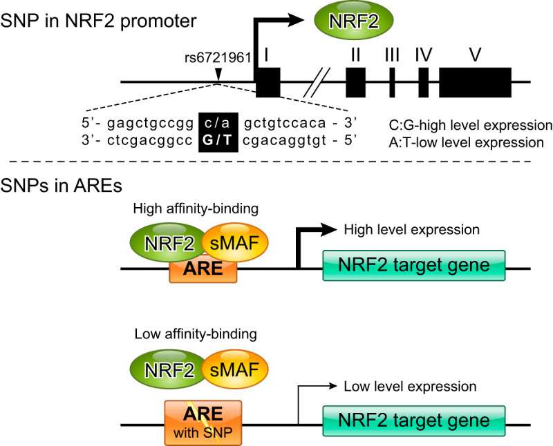 FIGURE 20.