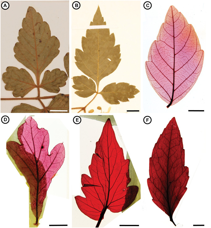 Fig 6