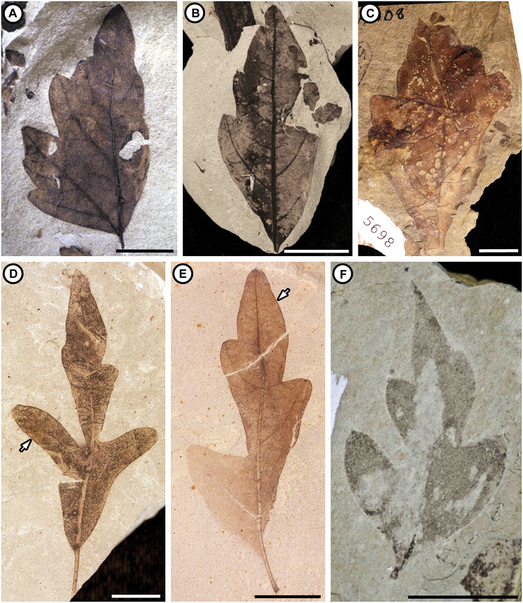 Fig 5