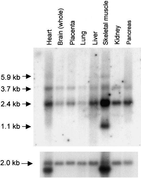 Figure  4