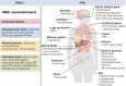 Graphical Abstract