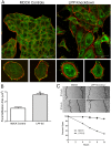 Fig. 9.