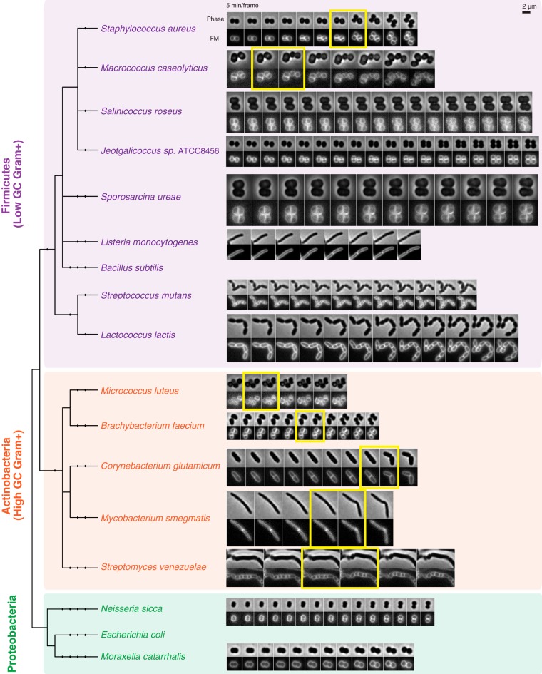 FIG 1 