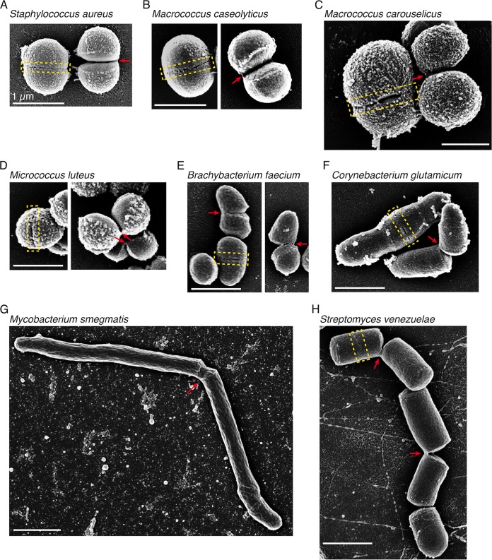 FIG 2 