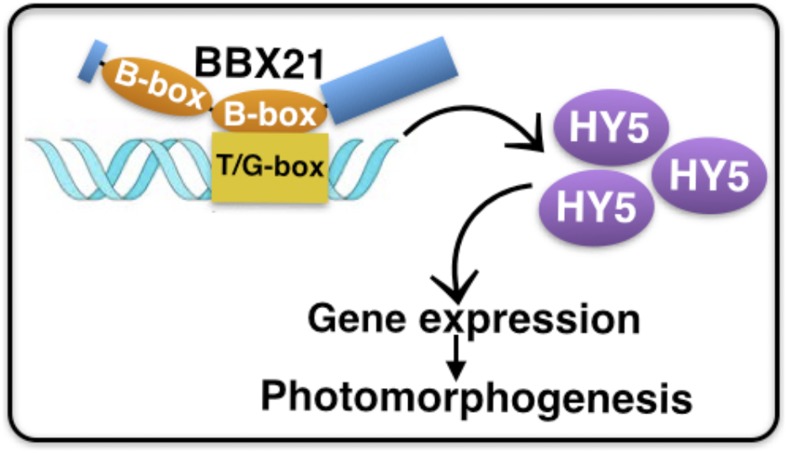 Figure 7.