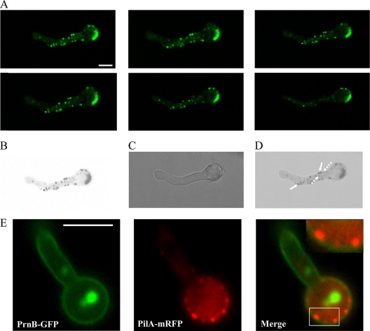 Fig. 3.