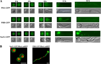 Fig. 2.