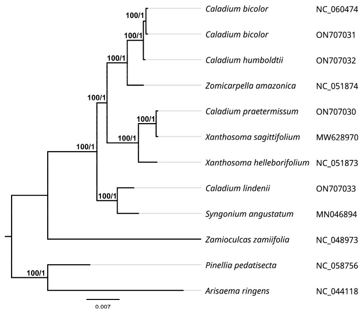 Figure 6