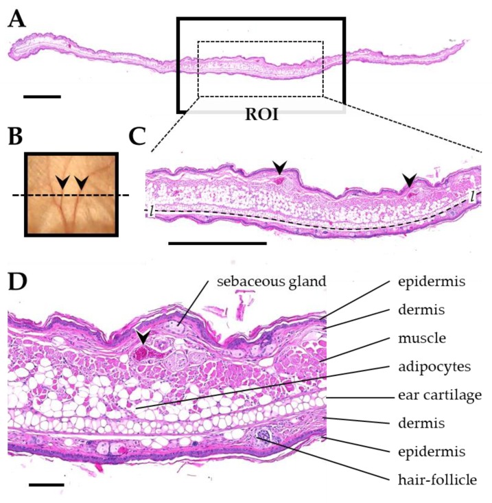 Figure 13