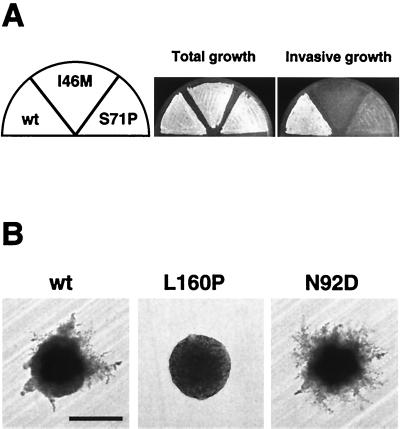 FIG. 1