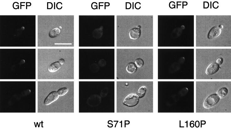 FIG. 6