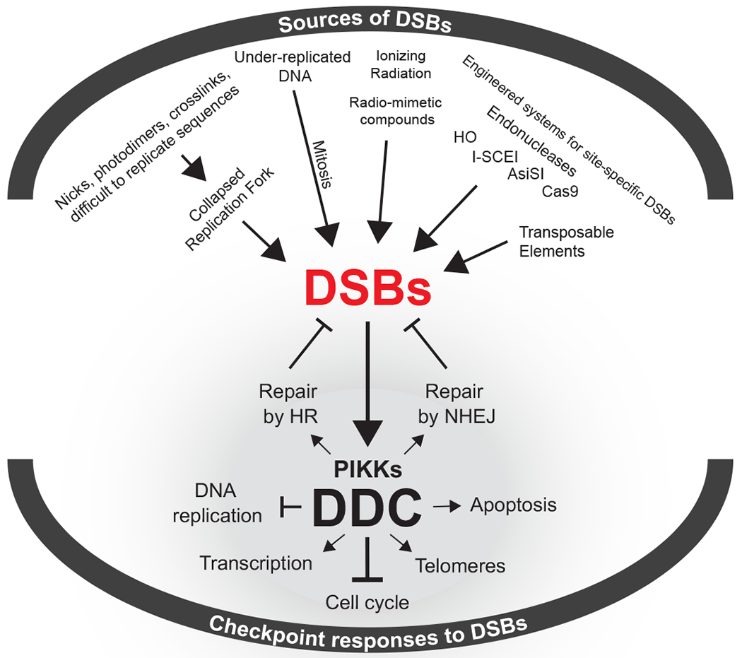 Figure 1: