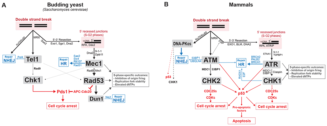 Figure 2: