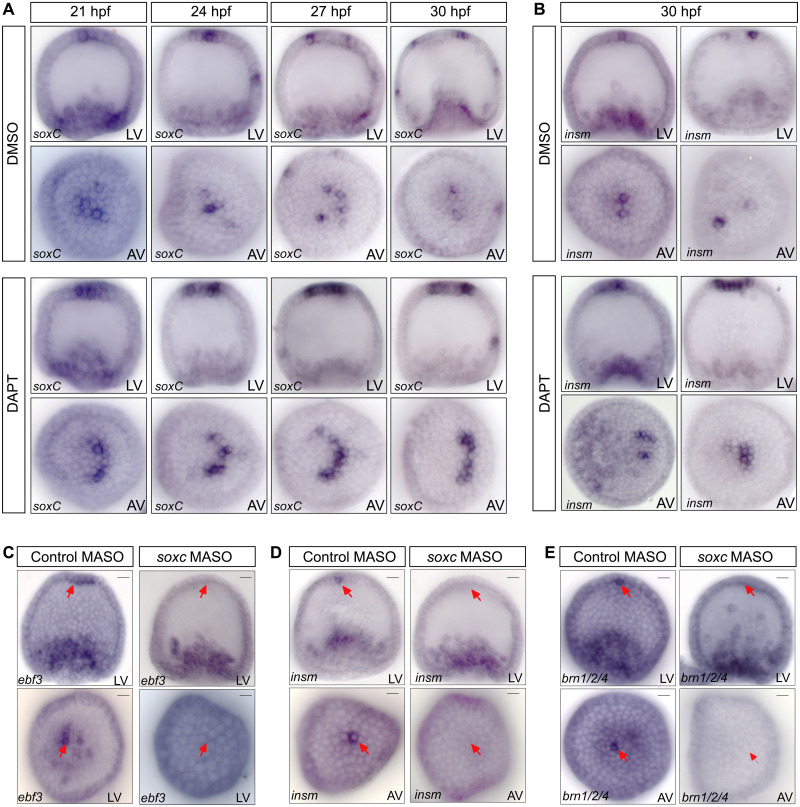 Fig. 3.