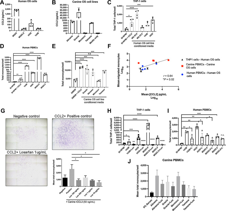 Figure 2. Losartan inhibits in vitro monocyte migration elicited by canine and human OS cell secretion of CCL2. A, CCL2 secretion by human OS cells quantified via ELISA. B, CCL2 secretion by canine OS cells quantified via ELISA. C, THP-1 monocyte trans-well migration to human OS cell line conditioned media. Data represent mean ± SD, analyzed by one-way ANOVA with Tukey posttest, *, P = 0.01, ***, P < 0.001, ****, P < 0.0001. D, Primary human donor PBMC trans-well migration to human OS cell line conditioned media. Data represent mean ± SD, analyzed by one-way ANOVA with Tukey posttest (**, P < 0.01; ****, P < 0.0001). E, Primary canine donor PBMC trans-well migration to canine OS cell line conditioned media. Data represent mean ± SD, analyzed by one-way ANOVA with Tukey posttest (***, P < 0.001; ****, P < 0.0001). F, Correlation of log10 transformed mean CCL2 secretion (pg/mL) in both canine and human OS cell line conditioned media with log10 transformed mean human THP-1 monocyte, human PBMC, and canine PBMC trans-well migration. Spearman r = 0.64. G, Representative whole well images (10× magnification) and quantification of losartan inhibition of CCL2 directed canine peripheral blood monocyte migration (n = 4 canine donors). Crystal violet staining. Data represent mean ± SEM of each donor, analyzed by one-way ANOVA with Tukey posttest (*, P < 0.05). H, Losartan inhibition of THP-1 monocyte migration to human OS cell line conditioned media. Data represent mean ± SD, analyzed by one-way ANOVA with Tukey posttest (*, P < 0.05; **, P < 0.01; ***, P < 0.001; ****, P < 0.0001). I, Losartan inhibition of human PBMC migration to human OS cell line conditioned media. Data represent mean ± SD, analyzed by one-way ANOVA with Tukey posttest (*, P < 0.05; **, P < 0.01; ***, P < 0.001). J, Losartan inhibition of canine PBMC migration to canine OS cell line conditioned media, n = 5 independent canine donors. All THP-1, human PBMC, and canine PBMC trans-well migration assays were performed in technical triplicate or quadruplicate and are representative of a minimum of two different canine or human blood donors or three independent experiments (THP-1 cells).