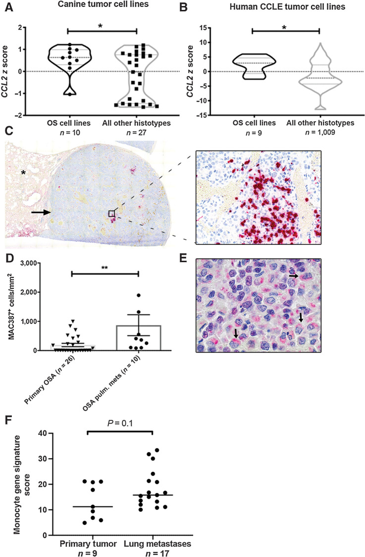 Figure 1. Canine and human OS cells express CCL2 and are enriched for monocytes within pulmonary metastases. A, CCL2 mRNA expression in canine OS cells, as compared with all cell lines of non-OS histotype. *P = 0.04, unpaired two-tailed Student t test. B, CCL2 mRNA expression in human OS cells as compared with all cell lines of non-OS histotype within the Broad Institute Cancer Cell Line Encyclopedia (CCLE). *P = 0.01, unpaired two-tailed Student t test. C, Subgross overview and corresponding 400× magnification image of a canine OS pulmonary metastasis containing extensive intratumoral infiltrates of MAC387+ monocytes and macrophages (cells labeled in red; asterisk denotes normal lung parenchyma). D, Quantitative image analysis of MAC387+ myeloid cells in OS pulmonary metastases as compared with primary tumors (n = 10 and 26 animals per group, respectively). **P = 0.004, two-tailed Mann–Whitney test, data plotted as mean ± SEM. E, 1,000× magnification image of the same metastatic lesion shown in (C) demonstrating strong cytoplasmic, perinuclear positive immunolabeling of canine OS tumor cells for CCL2 (arrows). F, Mean expression of monocyte immune signature genes in human OS pulmonary metastases versus primary tumors using RNA-seq data obtained from Wu and colleagues. P = 0.1, unpaired two-tailed Student t test.