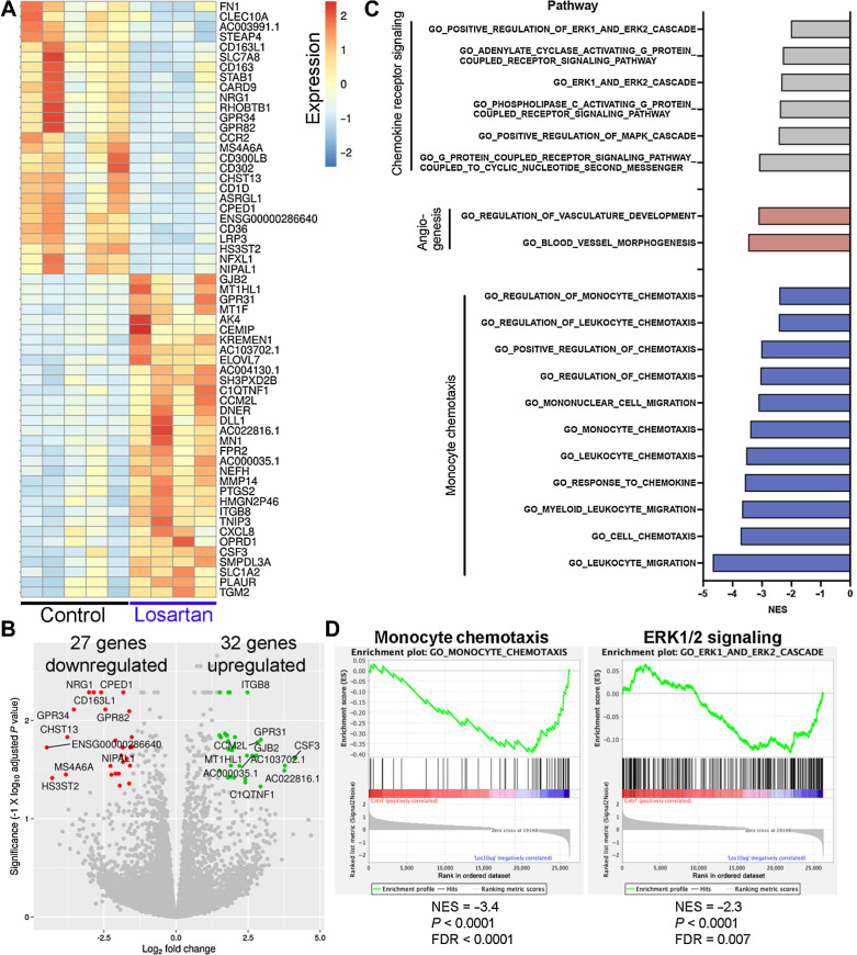 Figure 6. Transcriptional profiling of losartan-treated human PBMCs reveals downregulation of genes associated with M2 macrophage polarization, monocyte migration, and chemokine receptor signaling. A, Heatmap of the 59 differentially expressed genes (adjusted P value <0.05 and log2 fold change of ±1.5) between control (n = 5) and losartan-treated (n = 4; 10 μg/mL) human PBMCs. B, Volcano plot of differentially expressed genes. The top 10 up- and downregulated genes are highlighted in green and red, respectively. C, Normalized enrichment scores (NES) for pathways related to CCL2–CCR2 signaling and monocyte chemotaxis, which were significantly downregulated (FDR q < 0.05) in losartan-treated PBMCs versus control, identified by GSEA using the GO-Biological Processes gene sets from the Molecular Signatures database (MSigDB). D, GSEA negative enrichment plots for monocyte chemotaxis and ERK1/2 signaling genetic signatures in losartan-treated human PBMCs.