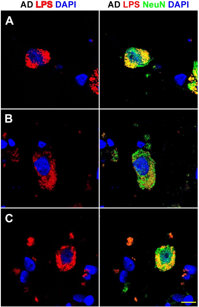 FIGURE 3