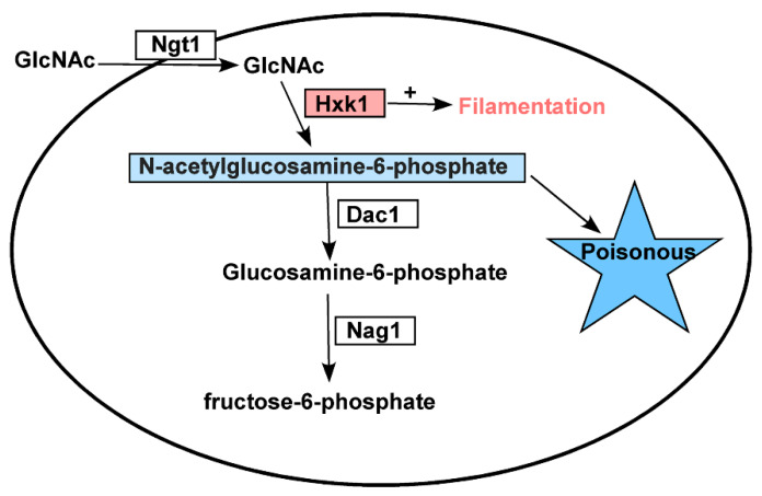 Figure 7