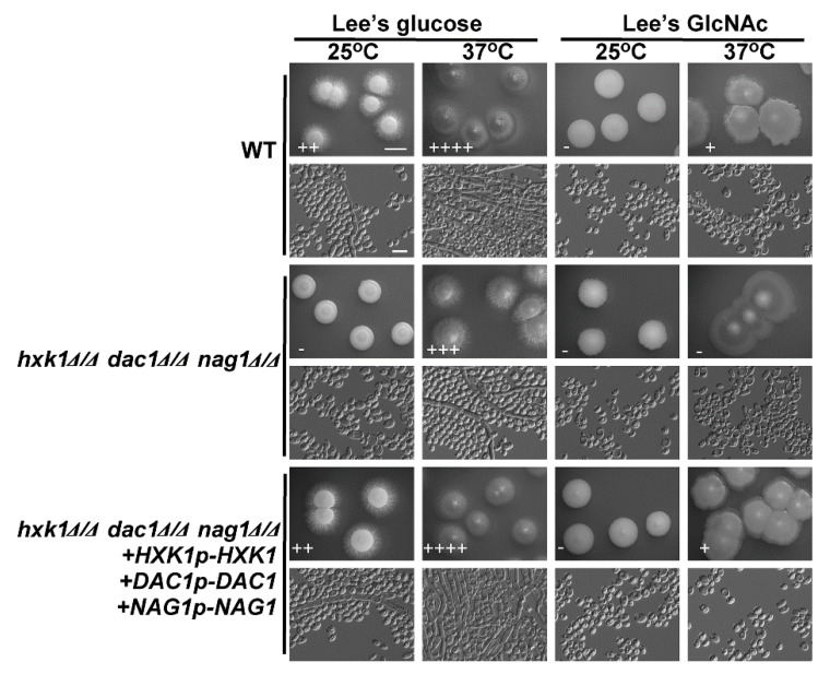 Figure 5