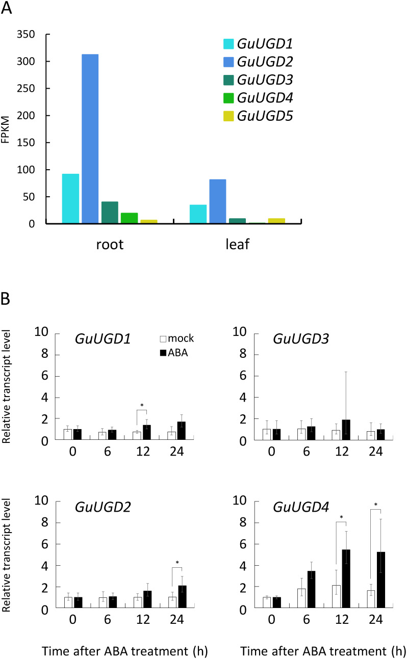 Figure 3. Expression patterns of GuUGD genes. (A) Tissue-specific expression of GuUGDs. Expression levels of GuUGDs are based on FPKM values obtained in RNA sequencing (RNA-Seq) analyses of G. uralensis plants (Ramilowski et al. 2013). (B) Quantitative polymerase chain reaction (qPCR) analyses of GuUGDs in abscisic acid (ABA)-treated cultured stolons. Transcript levels in tissue-cultured stolons treated with ABA are indicated by filled bars; outlined bars indicate the mock treatment. Relative transcript levels 0 h after treatment were set equal to 1. Error bars indicate the standard deviation (SD) of three biological replicates. Asterisks indicate significant differences in the gene expression level between the ABA and mock treatments at each time point. Student’s t test, *** p<0.001, ** p<0.01, * p<0.05.