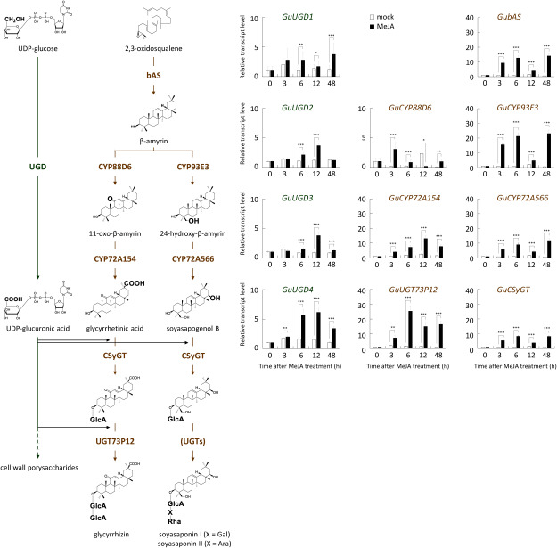 Figure 4. MeJA-responsive expression of GuUGDs and saponin biosynthetic genes. Biosynthetic pathways of glycyrrhizin and soyasaponin were predicted in previous studies (Seki et al. 2008, 2011). Transcript levels were analyzed by qPCR. Transcript levels in the mock treatment tissue-cultured stolons are indicated by outlined bars; MeJA treatments are indicated by filled bars. Relative transcript levels 0 h after treatment were set equal to 1. Error bars indicate the SD of three technical replicates. Asterisks indicate significant differences in gene expression level between the MeJA and mock treatments at each time point. Student’s t test, *** p<0.001, ** p<0.01, * p<0.05. Part of this figure was reproduced and modified from Plant and Cell Physiology 59(4) with permission from Oxford University Press.