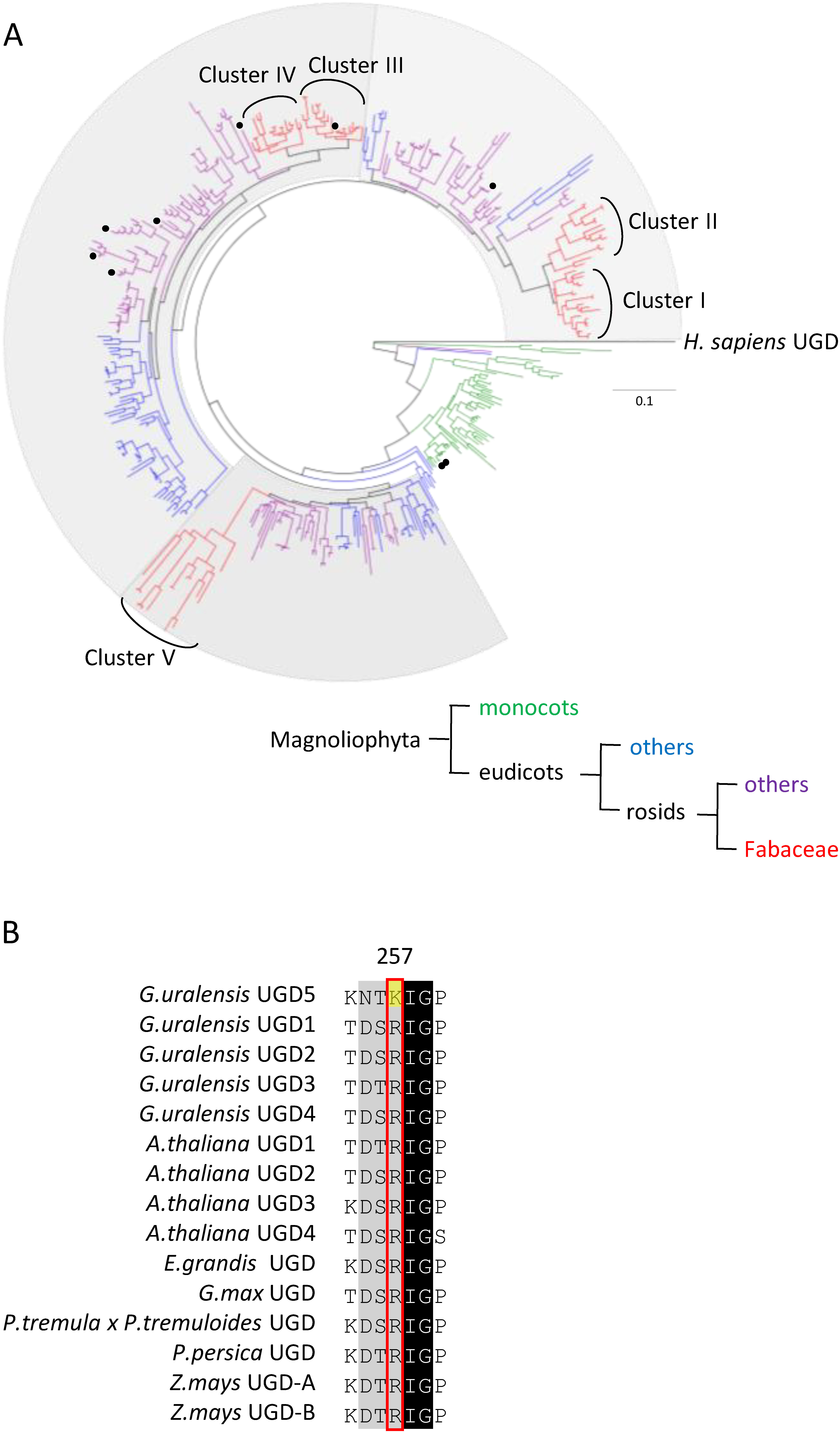 Figure 5. Phylogenetic tree and alignment of amino acid sequences of GuUGDs and characterized plant UGDs. (A) Maximum likelihood phylogenetic tree of UGD homologous proteins from various plants, rooted on Homo sapiens UGD as the outgroup. The scale measures evolutionary distance in substitutions per amino acid. Protein sequences were retrieved from GenBank by blastp search with the GuUGD sequences as queries. Black circles on the tree indicate previously characterized UGDs. Monocots are shown in green. Eudicots except for rosids are shown in blue. Rosids except for Fabaceae are shown in purple. Fabaceae are shown in red. Fabaceae UGD homologous proteins are separated into five clusters. (B) Alignment of amino acid sequences of GuUGDs and characterized plant UGDs. We made the alignment using BioEdit with ClustalW. The amino acid residue shown with the yellow background is specific to GuUGD5.