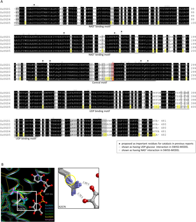 Figure 2. Amino acid sequences and predicted molecular structures of GuUGDs. (A) Alignment of the amino acid sequences deduced from cDNA of cloned GuUGDs. We made the alignment using BioEdit with ClustalW. The NAD+ binding motif, UDP binding motif, and central motif were annotated based on GenBank. Asterisks indicate key residues for catalysis proposed in previous studies (Campbell et al. 2000; Egger et al. 2011); circles and squares indicate amino acids shown as key residues interacting with UDP-glucose and NAD+, respectively, by SWISS-MODEL. Amino acid residues shown in yellow background were specific to GuUGD5. The amino acid residue framed in red was near UDP-glucose in the 3D protein models. (B) The 3D protein model of GuUGDs built with human UGD homo-hexamer structure as a template in SWISS-MODEL. Squares indicate the residue position that likely prevented UGD activity in GuUGD5; this position is indicated by a yellow circle in the enlarged panel (right). Atoms of oxygen, nitrogen, carbon, and phosphorous are indicated in red, blue, gray, and orange, respectively. Distances between substrates and the crystal structure of human UGD are displayed in the enlarged panel.