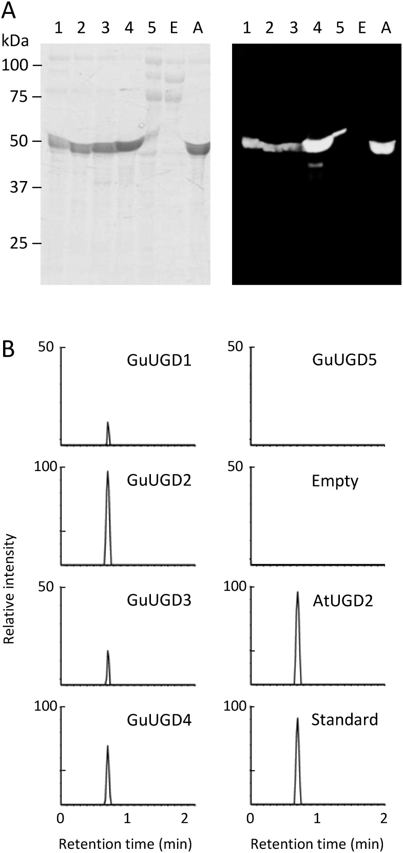 Figure 1. UGD activity of purified UGD recombinant proteins. (A) Electrophoresis of purified recombinant proteins. Purified His-tagged recombinant proteins were detected in a UV-stained SDS-PAGE gel (left panel) and by anti-His detection in a western blotting membrane transferred from an identical gel (right panel). UGDs were detected as ∼50 kDa. Lanes 1–5: purified recombinant GuUGD1–5 proteins (10, 10, 7.5, 5, and 15 µl of eluted GuUGD1, GuUGD2, GuUGD3, GuUGD4, and GuUGD5 solution were loaded, respectively); E: protein solution removed non-interactive protein for the TALON resin, extracted from IPTG-induced E. coli transformed with empty vector (10 µl of protein solution was loaded); A: purified recombinant AtUGD2 protein (7.5 µl of protein solution was loaded). (B) UPLC–MS chromatograms at m/z 579.1 for the in vitro reaction products. All reaction products were diluted 10 times after 1 day of incubation using 1 µg of each purified UGD (protein solution extracted from E. coli transformed with empty vector was used at the same volume used for UGD-containing protein solutions). 100% corresponds to the intensity indicated in products catalyzed by AtUGD2, which was used as a positive control. UDP-glucuronic acid was used as an authentic standard.