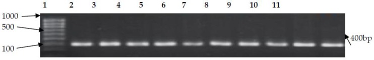 Figure 7