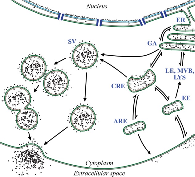 FIGURE 1