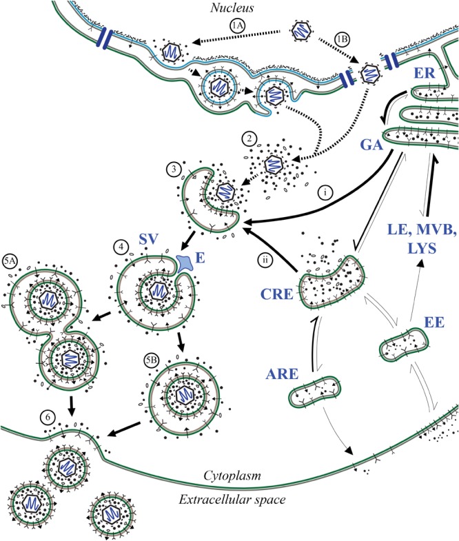 FIGURE 6