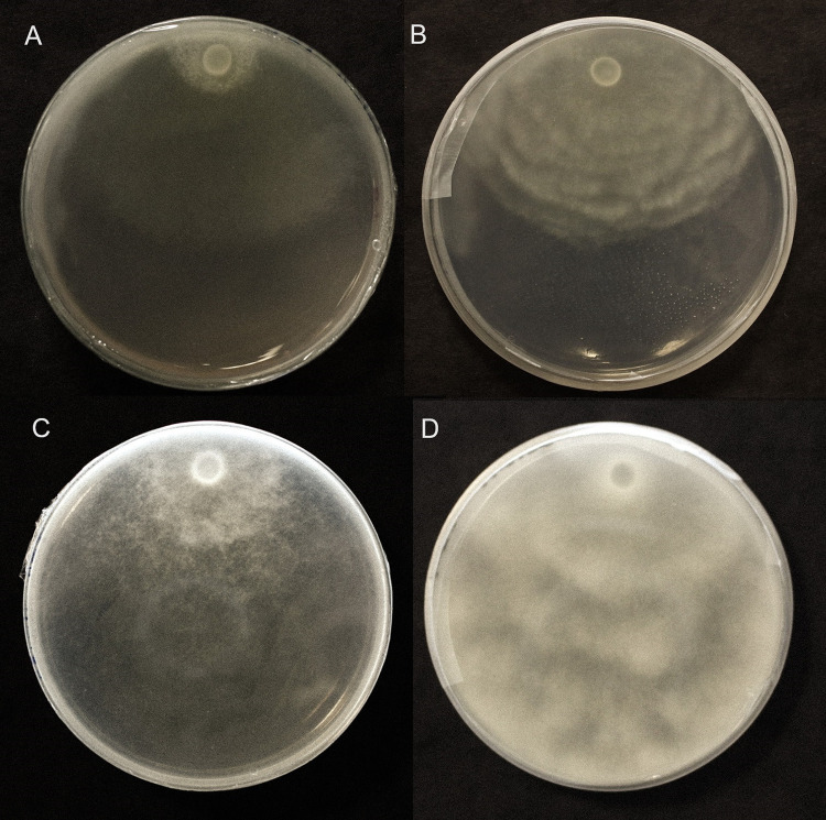 Fig 6