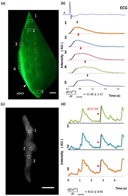 Fig. 6