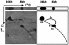 FIG. 4.