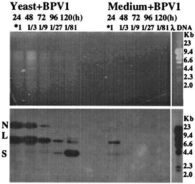 FIG. 2.