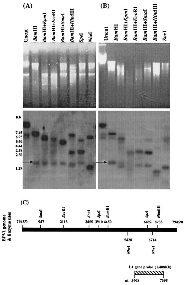 FIG. 5.