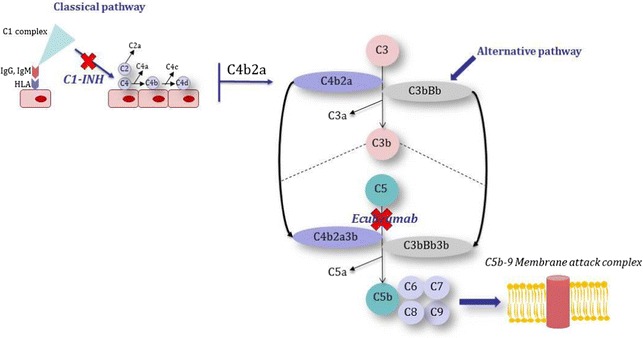 Graphical Abstract