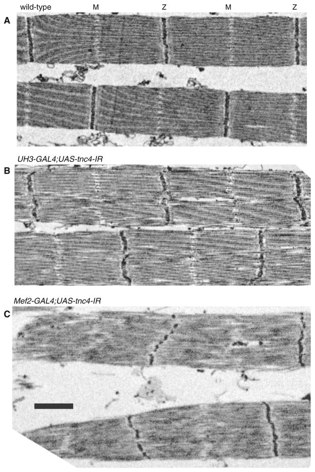 Fig. 5