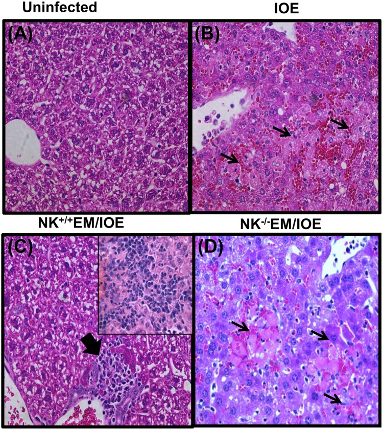 Fig 12