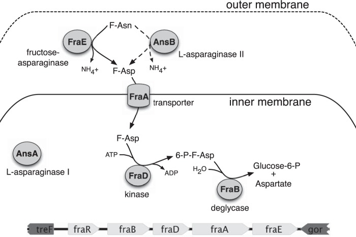 FIG 1