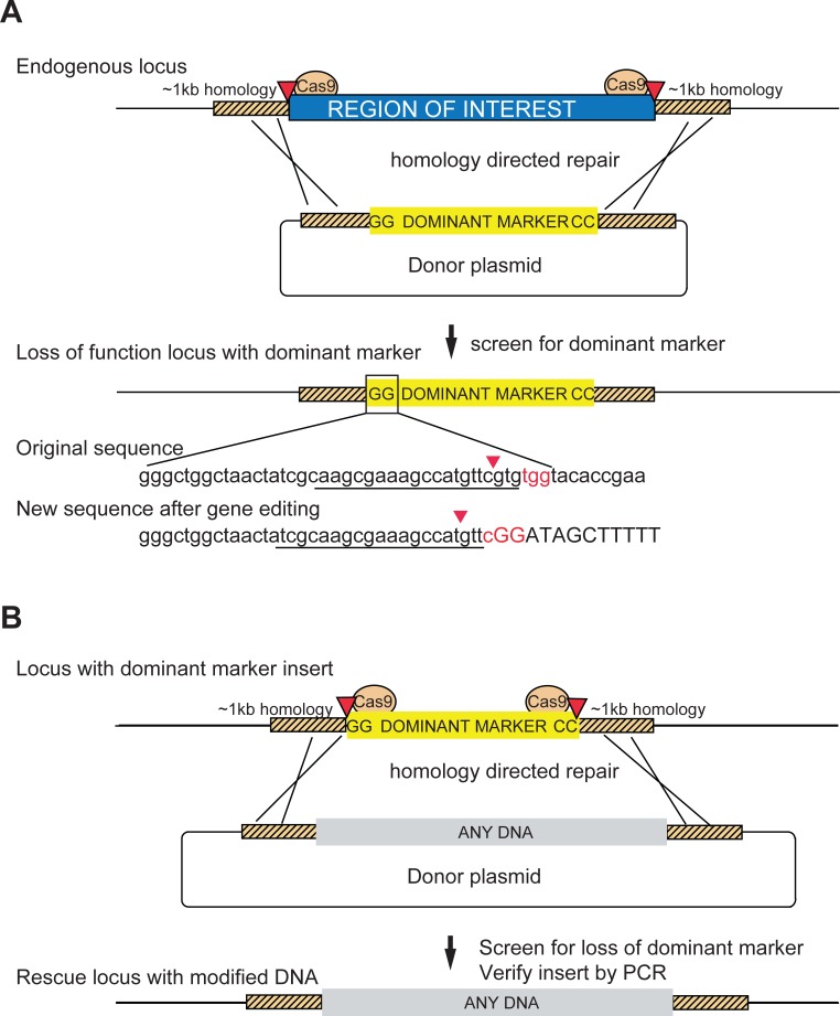 Figure 5.