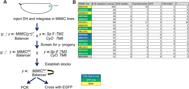 Figure 1—figure supplement 1.