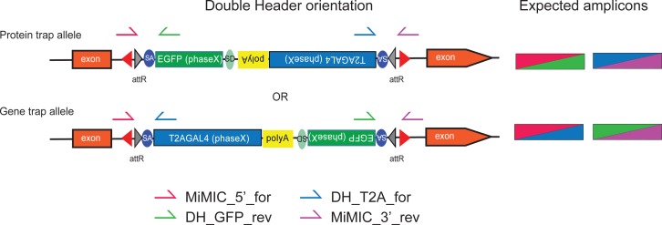 Figure 1—figure supplement 2.