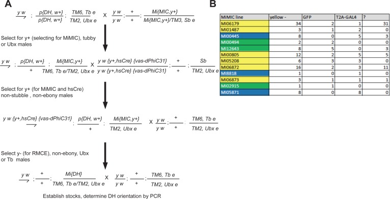 Figure 2—figure supplement 1.