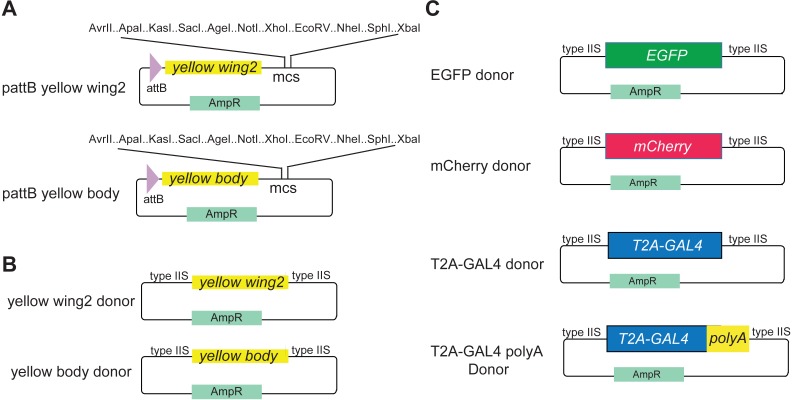 Figure 5—figure supplement 1.