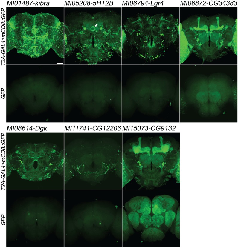 Figure 3—figure supplement 1.