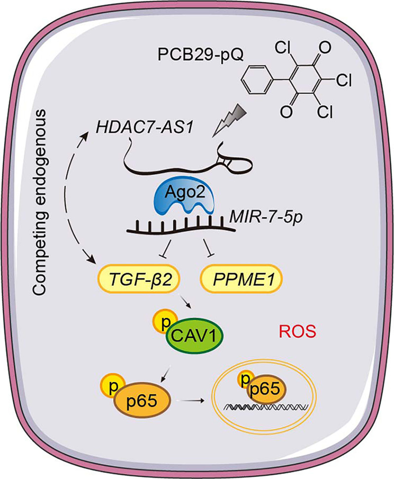 Figure 8 is a scientific illustration of the proposed mechanism displaying competing endogenous RNAs, including H D A C 7-A S 1, transforming growth factor lowercase beta-2, Phosphatase Methylesterase 1, Argonaute R I S C Catalytic Component 2, M I R-7-5 lowercase p, Caveolin-1, p 65, and R O S.